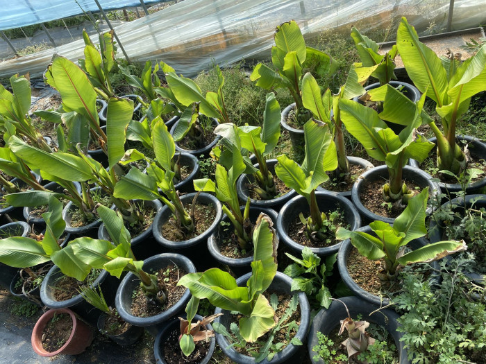 나무바나나 - False Banana,Ethiopian Banana, Ensete ventricosum