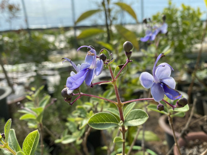 나비꽃 - Blue butterfly, Clerodendrum ugandense