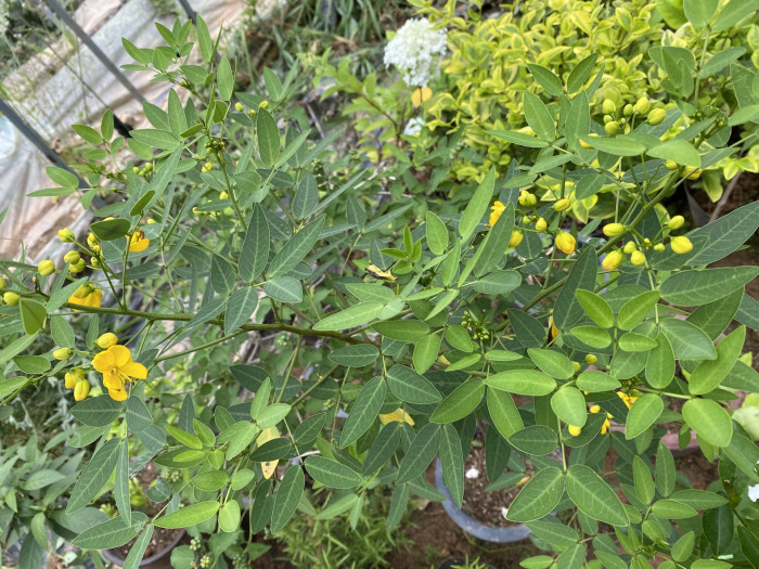 황호접 - Cassia coluteoides