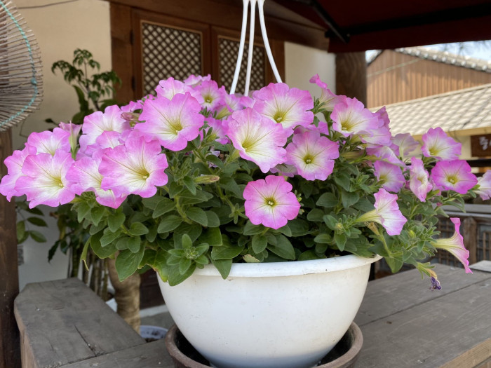 페튜니아 - Common Garden Petunia, Petunia hybrida