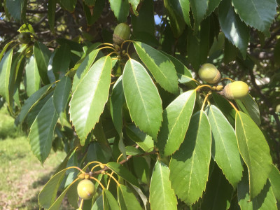 졸참나무 사진 - Quercus serrata Thunb. ex Murray Photos