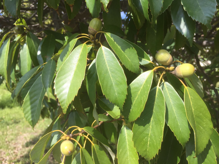 가시나무 - ㅕ뎌뎌뎌뎌뎌뎌ㅕ뎌ㅕ뎓뎌ㅕ뎌ㅕㄷ뎌ㅕ뎓, Quercus myrsinaefolia Blume