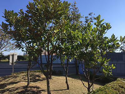 태산목 사진 - Magnolia grandiflora L. Photos