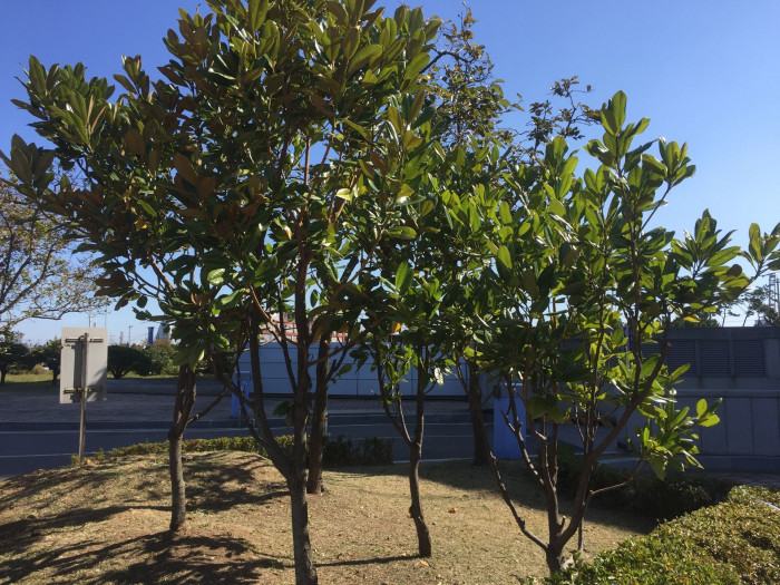 태산목 - Magnolia grandiflora L.
