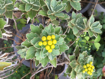 갯국화 사진 - Dendranthema pacificum (Nakai) Kitam. Photos
