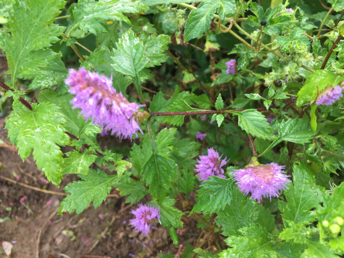 향유 - Hairy elscholzia
