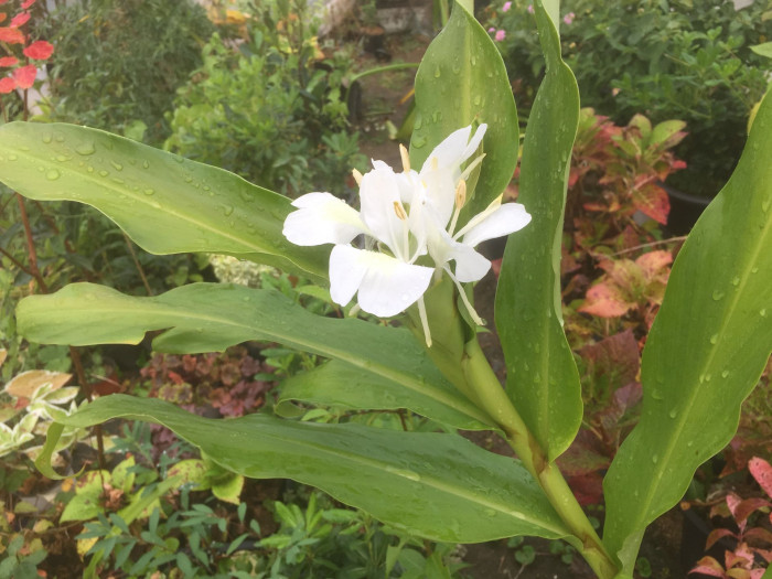 꽃생강 - Ginger lily, Hedychium coronarium J.Konig