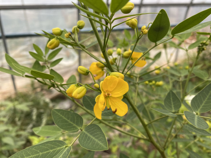 황호접 - Cassia coluteoides