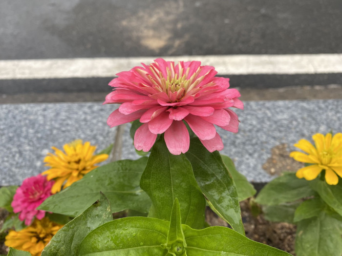백일홍 - Zinnia, Zinnia elegans