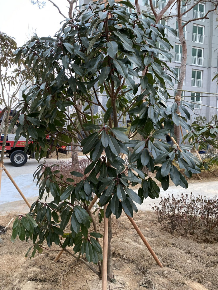 굴거리나무 - Daphniphyllum macropodum Miq.