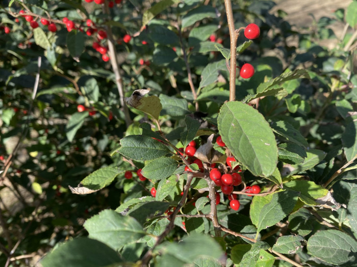 낙상홍 - Ilex serrata Thunb.