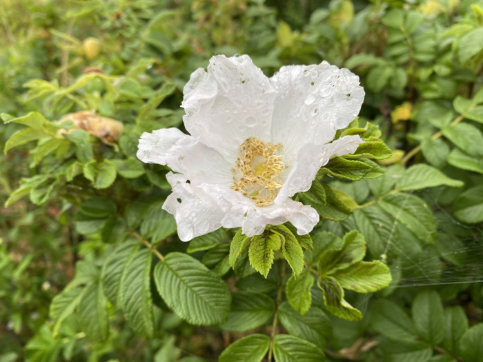 해당화 - 4ㅅ3ㅅ, Rosa rugosa