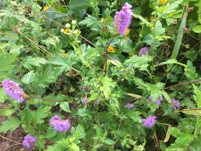 향유 - Hairy elscholzia