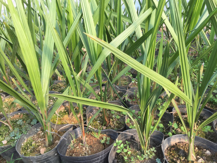 뷰티아야자 - Jelly palm, Butia odorata (Barb.Rodr.) Noblick