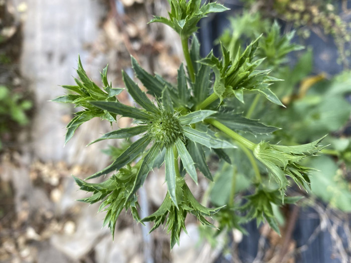 에린지움 - Flat Sea Holly, blue eryngo, Eryngium planum