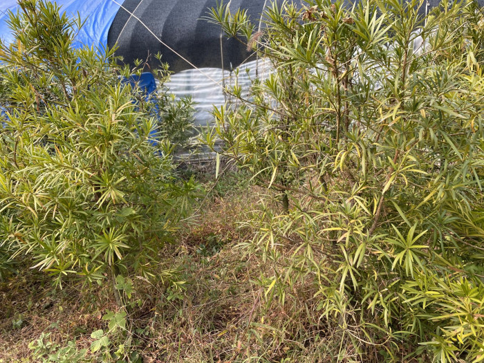 나한송 - Podocarpus macrophyllus (Thunb.) D.Don