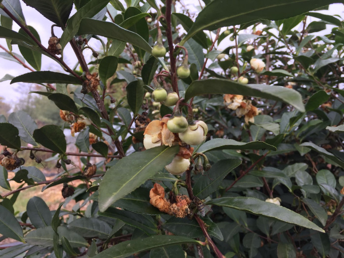차나무 - camellia, Camellia sinensis L.