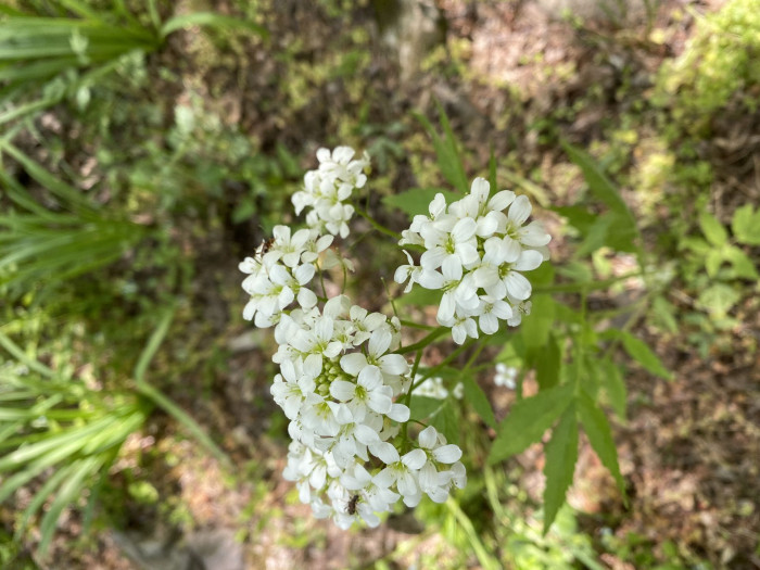 미나리냉이 - Cardamine leucantha (Tausch) O.E.Schulz var. leucantha