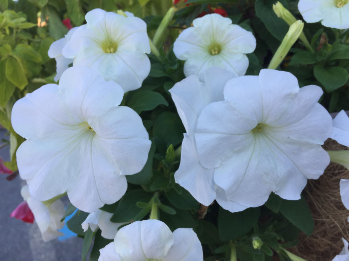 페튜니아 - Common Garden Petunia, Petunia hybrida