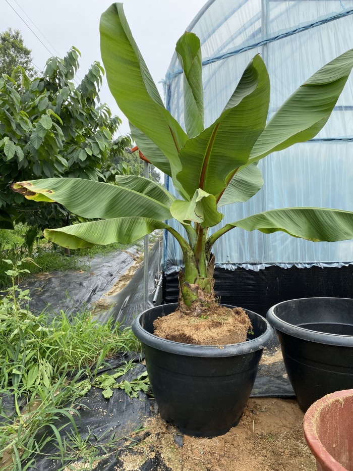 나무바나나 - False Banana,Ethiopian Banana, Ensete ventricosum