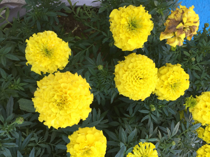 만수국 - Mari gold, Tagetes patula L.