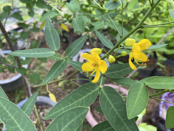 황호접 - Cassia coluteoides