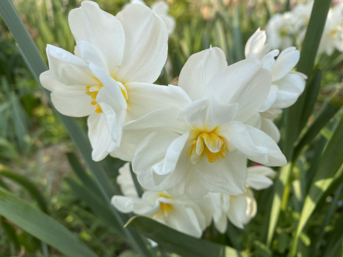 수선화 - daffodil, Narcissus tazetta var. chinensis