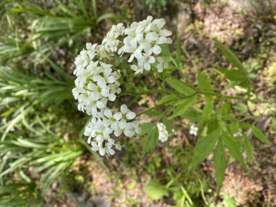 미나리냉이 사진 - Cardamine leucantha (Tausch) O.E.Schulz var. leucantha Photos