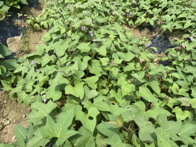 고구마 사진 - Ipomoea batatas (L.) Lam. Photos