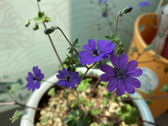 쥐손이풀 - Geranium sibiricum L.
