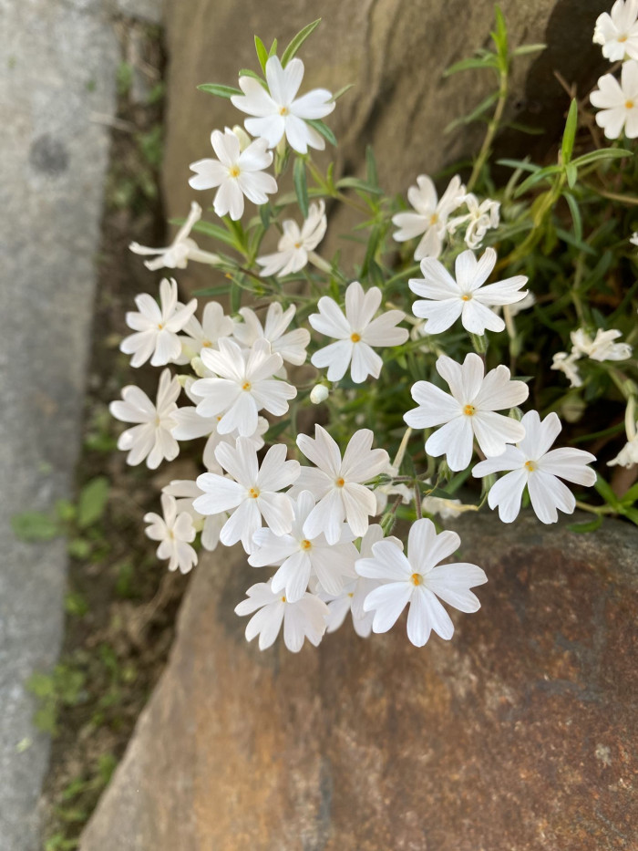 지면패랭이꽃 - Phlox subulata L.