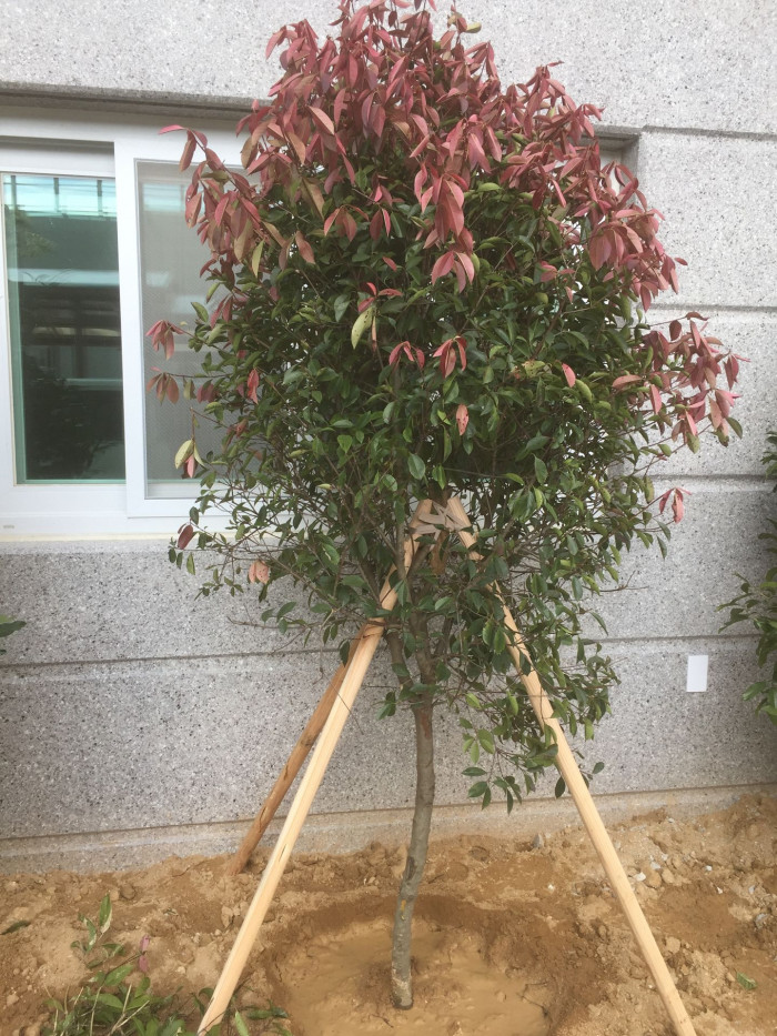 홍가시나무 - Red Robin, Photinia glabra (Thunb.) Maxim.