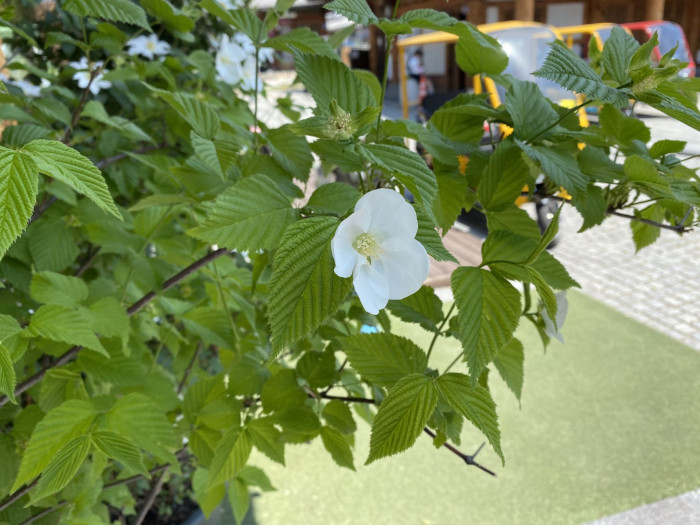 병아리꽃나무 - Rhodotypos scandens 