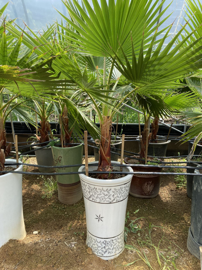 워싱턴야자 - Washington palm, California Fan Palm, Washingtonia filifera