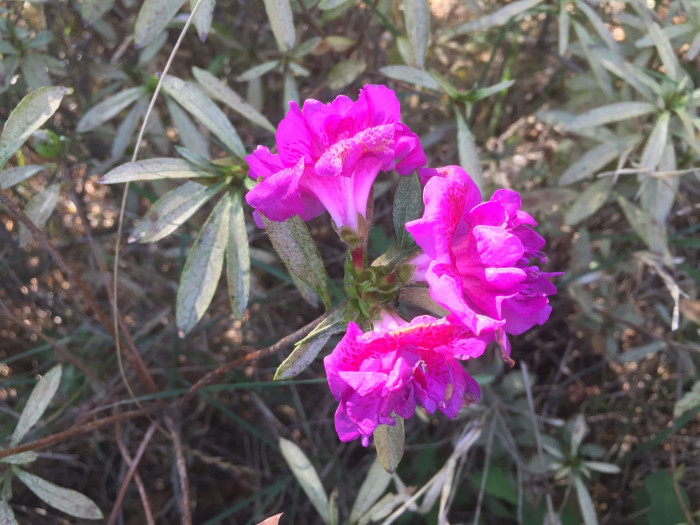 철쭉 - Deciduous Azalea, Rhododendron schlippenbachii Maxim.