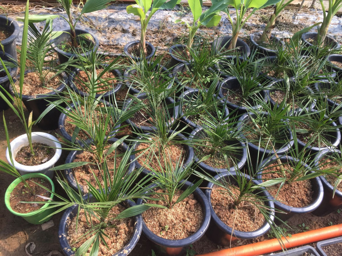 카나리아야자 - Canary Island date palm, Pineapple palm, Phoenix canariensis