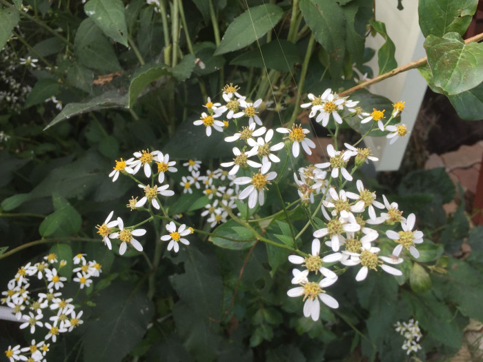 참취 - Aster scaber Thunb.