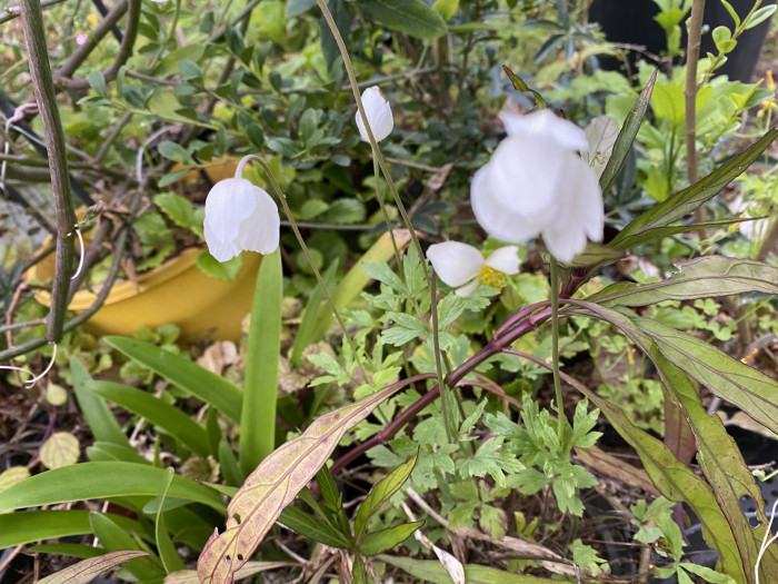 바람꽃 - Anemone narcissiflora