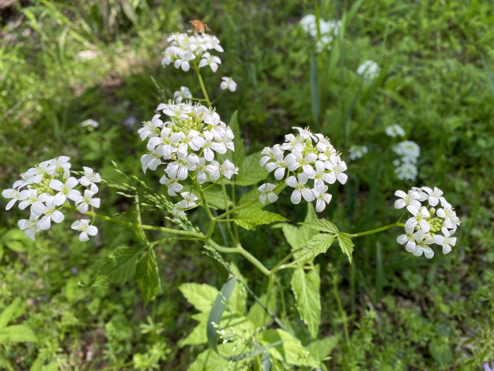 미나리냉이 - Cardamine leucantha (Tausch) O.E.Schulz var. leucantha