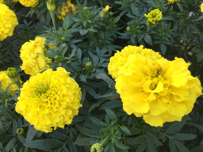 만수국 - Mari gold, Tagetes patula L.
