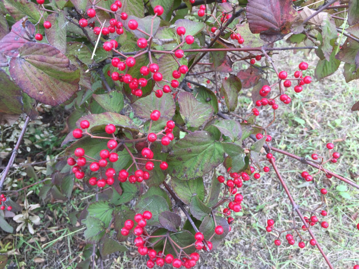덜꿩나무 - Viburnum erosum Thunb.
