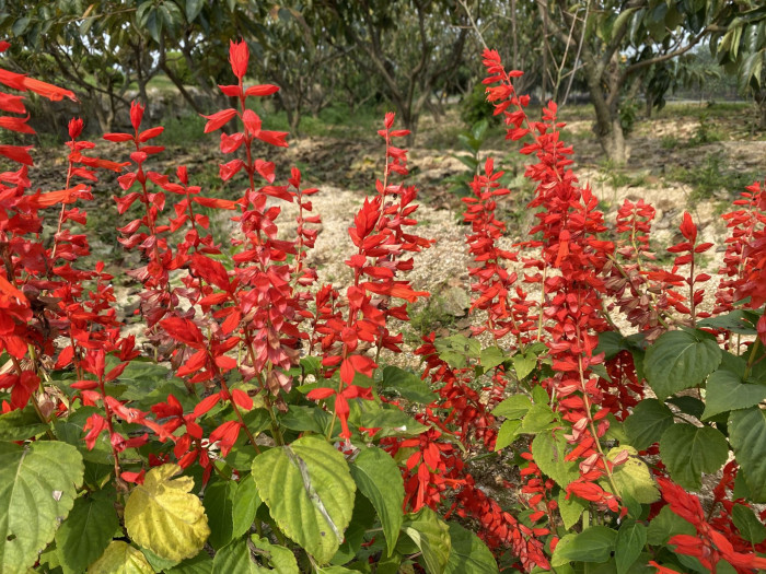 사루비아 - fire sage,, Salvia splendens Ker.
