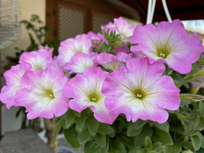 페튜니아 - Common Garden Petunia, Petunia hybrida