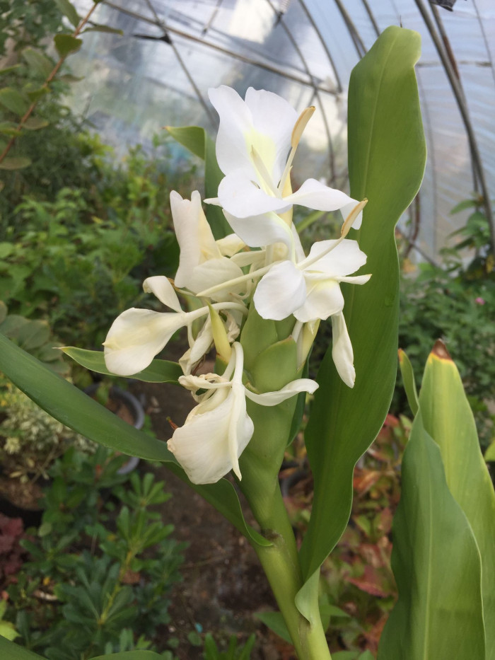 꽃생강 - Ginger lily, Hedychium coronarium J.Konig