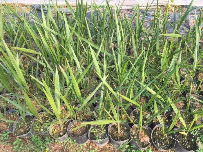 뷰티아야자 - Jelly palm, Butia odorata (Barb.Rodr.) Noblick