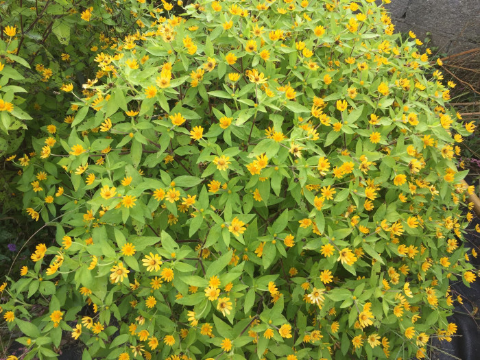 멜란포디움 - Medallion plant, Butter Daisy, Star Daisy, Gold Medallion Flower, Melampodium paludosum