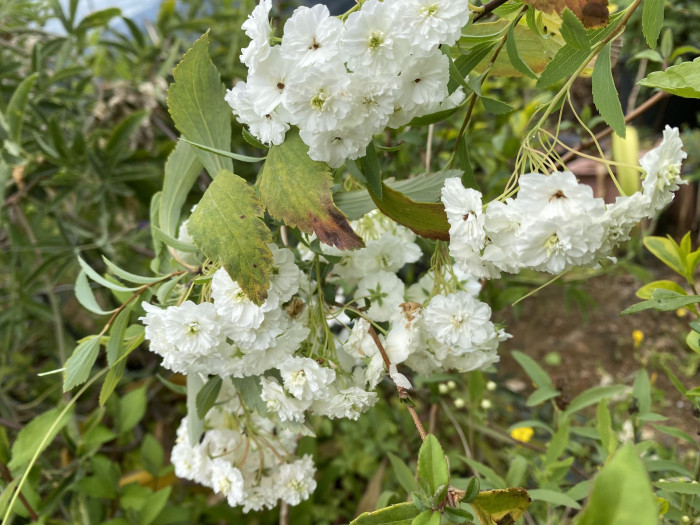 만첩조팝나무 - Spiraea prunifolia Siebold & Zucc.