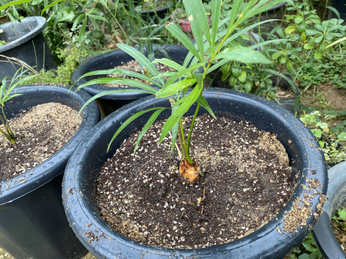 덕보 소철 - Cycas debaoensis