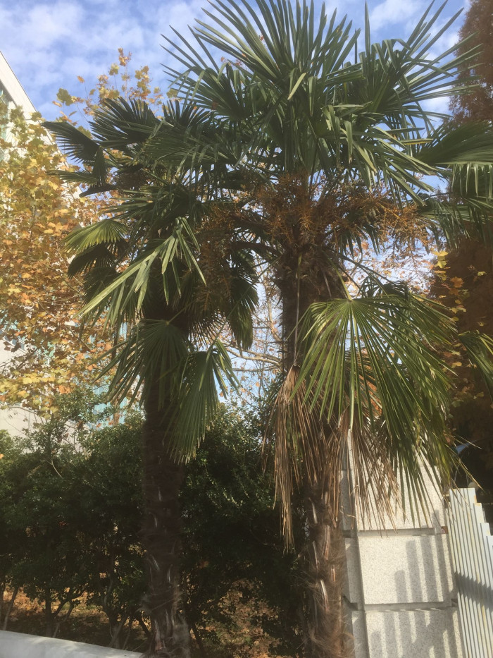 당종려 - Chinese windmill palm, windmill palm, Chusan palm, Trachycarpus fortunei