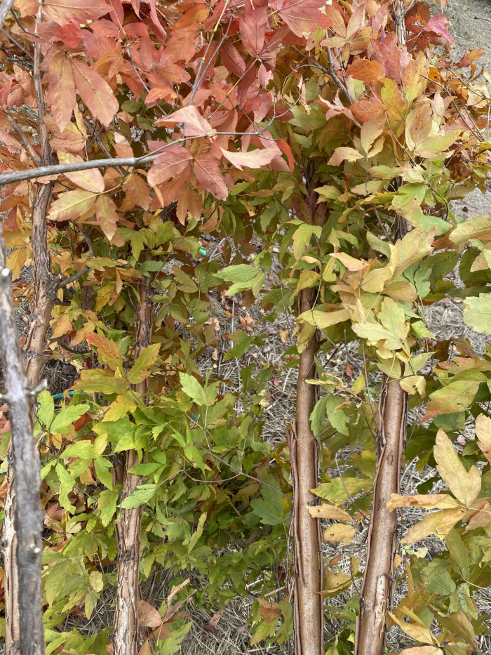 복자기 - Three-flower maple, Acer triflorum Kom.